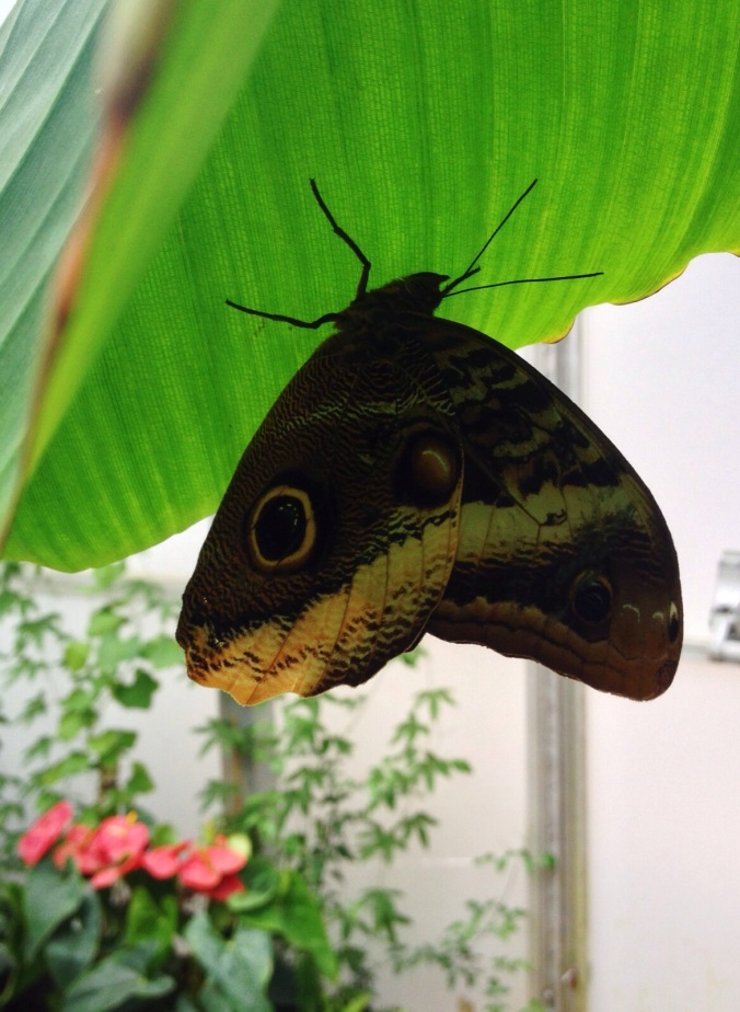 'owl' markings on the underside of butterfly wings